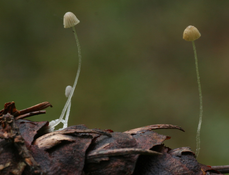 Mycena longiseta